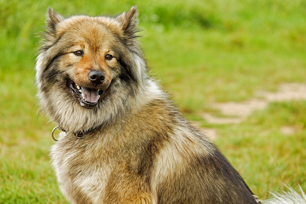 Decoding Your Dog: Understanding Canine Body Language