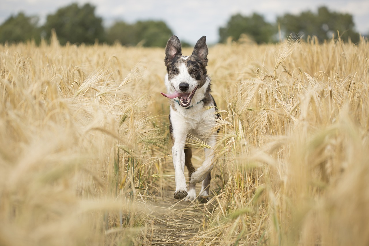 Mastering Dog Training: The Importance of Speed and Patience