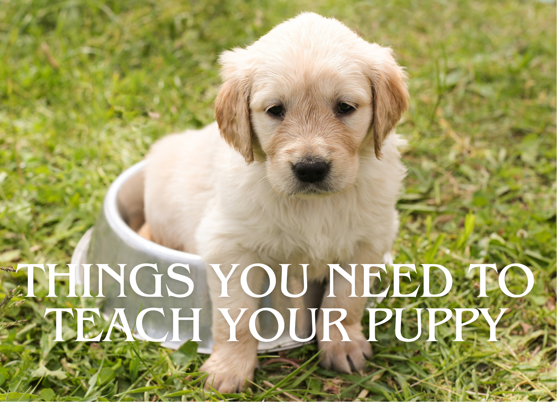Things You NEED To Teach Your Puppy